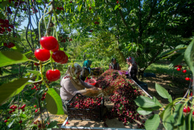 14. TARIM ORMAN VE İNSAN FOTOĞRAF YARIŞMASI - Fatma GÖKMEN