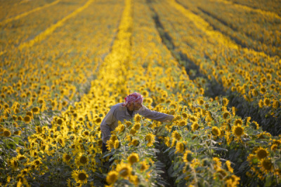 14. TARIM ORMAN VE İNSAN FOTOĞRAF YARIŞMASI - Mustafa BİNOL