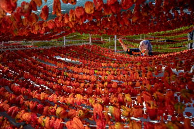 15. TARIM ORMAN VE İNSAN FOTOĞRAF YARIŞMASI - Ahmet Fatih SÖNMEZ