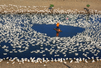 15. TARIM ORMAN VE İNSAN FOTOĞRAF YARIŞMASI - Art Ph Chen