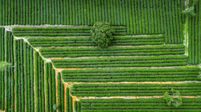 15. TARIM ORMAN VE İNSAN FOTOĞRAF YARIŞMASI - Huiren Zhou