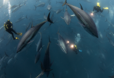 15. TARIM ORMAN VE İNSAN FOTOĞRAF YARIŞMASI - Mahmut Serdar ALAKUŞ