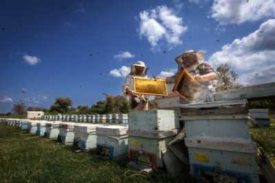 15. TARIM ORMAN VE İNSAN FOTOĞRAF YARIŞMASI - Mehmet ÖZASLAN