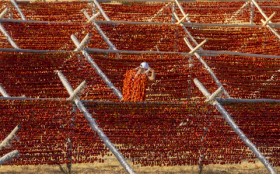 15. TARIM ORMAN VE İNSAN FOTOĞRAF YARIŞMASI - Murat KAPLAN