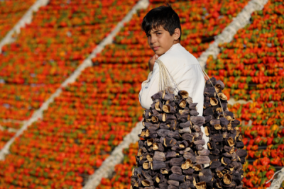 15. TARIM ORMAN VE İNSAN FOTOĞRAF YARIŞMASI - Ragıp SARI