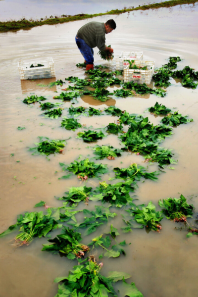 2. TARIM VE İNSAN FOTOĞRAF YARIŞMASI - Ali TÜRKOĞLU