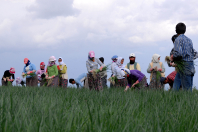 2. TARIM VE İNSAN FOTOĞRAF YARIŞMASI - Burcu DEĞİRMENCİ