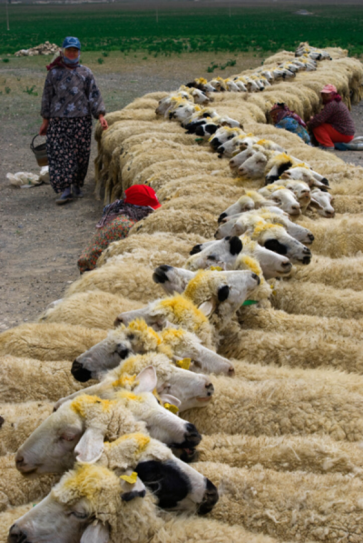 2. TARIM VE İNSAN FOTOĞRAF YARIŞMASI - Celal GEZİCİ