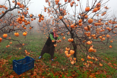 2. TARIM VE İNSAN FOTOĞRAF YARIŞMASI - Eyüp KARAKAŞ