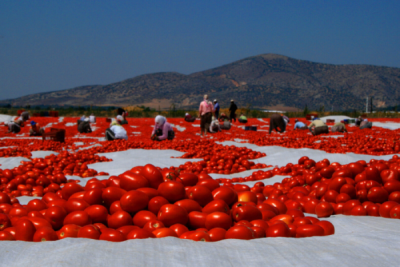 2. TARIM VE İNSAN FOTOĞRAF YARIŞMASI - Fatma DAĞLI