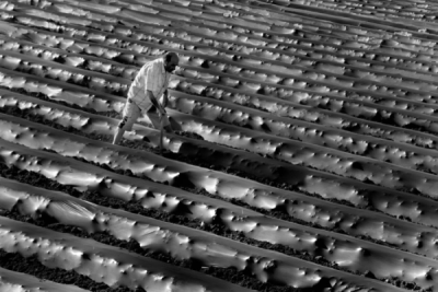 2. TARIM VE İNSAN FOTOĞRAF YARIŞMASI - Melih SULAR