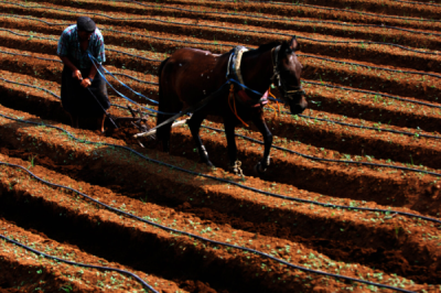 2. TARIM VE İNSAN FOTOĞRAF YARIŞMASI - Mustafa KİRAZLI