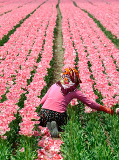 2. TARIM VE İNSAN FOTOĞRAF YARIŞMASI - Sami UÇAN