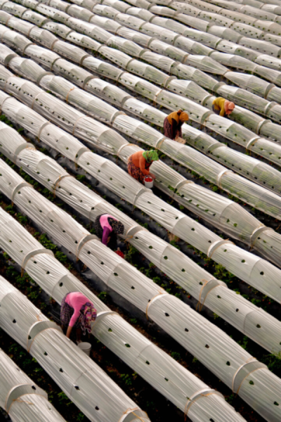 3. TARIM VE İNSAN FOTOĞRAF YARIŞMASI - Melih SULAR