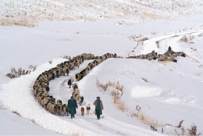 3. TARIM VE İNSAN FOTOĞRAF YARIŞMASI - Semih SOYCAN