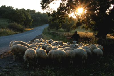 3. TARIM VE İNSAN FOTOĞRAF YARIŞMASI - Şerife CENGİZ