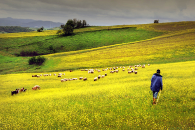 3. TARIM VE İNSAN FOTOĞRAF YARIŞMASI - Ahmet ŞAHİN