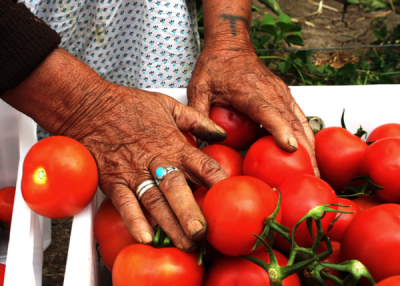 3. TARIM VE İNSAN FOTOĞRAF YARIŞMASI - Eser PARLIYAN 
