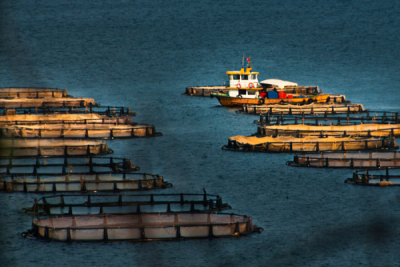3. TARIM VE İNSAN FOTOĞRAF YARIŞMASI - Hadi ARSLAN