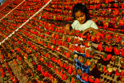 3. TARIM VE İNSAN FOTOĞRAF YARIŞMASI - İbrahim YÖDEK