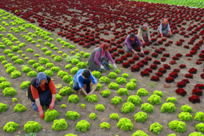 3. TARIM VE İNSAN FOTOĞRAF YARIŞMASI - İhsan KORKUT