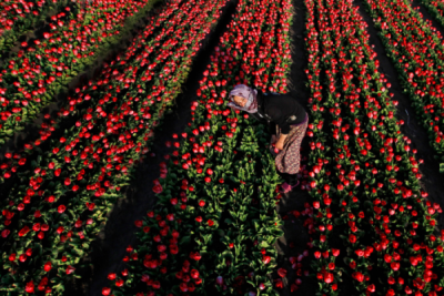 3. TARIM VE İNSAN FOTOĞRAF YARIŞMASI - Mehmet KORU