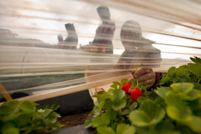 3. TARIM VE İNSAN FOTOĞRAF YARIŞMASI - Melih SULAR