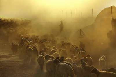 3. TARIM VE İNSAN FOTOĞRAF YARIŞMASI - Musa TALAŞLI