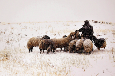 3. TARIM VE İNSAN FOTOĞRAF YARIŞMASI - Musa TALAŞLI