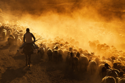 3. TARIM VE İNSAN FOTOĞRAF YARIŞMASI - Rıdvan ÇELİK