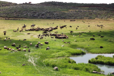4. TARIM VE İNSAN FOTOĞRAF YARIŞMASI - Adem KAPAN