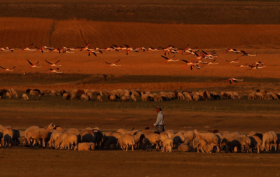 4. TARIM VE İNSAN FOTOĞRAF YARIŞMASI - Ali ÜNAL