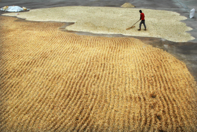 4. TARIM VE İNSAN FOTOĞRAF YARIŞMASI - Ayça Erşen DANYELİ