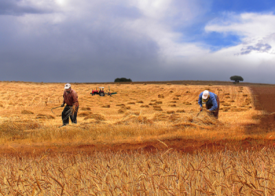 4. TARIM VE İNSAN FOTOĞRAF YARIŞMASI - Aytaç ÖZCAN