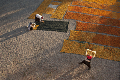 4. TARIM VE İNSAN FOTOĞRAF YARIŞMASI - Mahmut Orhan ALKAYA