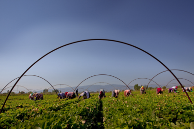 4. TARIM VE İNSAN FOTOĞRAF YARIŞMASI - Mesut SARAÇ