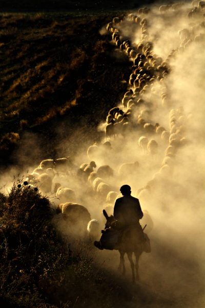 4. TARIM VE İNSAN FOTOĞRAF YARIŞMASI - Mustafa ERDOĞAN