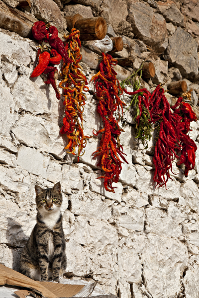 4. TARIM VE İNSAN FOTOĞRAF YARIŞMASI - Nazik Nazan KÖSE