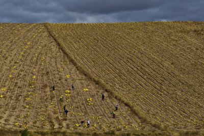 4. TARIM VE İNSAN FOTOĞRAF YARIŞMASI - Nuri ÇORBACIOĞLU