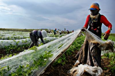 4. TARIM VE İNSAN FOTOĞRAF YARIŞMASI - Osman ARSAL
