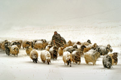 4. TARIM VE İNSAN FOTOĞRAF YARIŞMASI - Semih SOYCAN