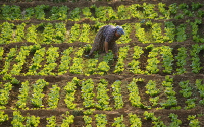 4. TARIM VE İNSAN FOTOĞRAF YARIŞMASI - Songül ACAR