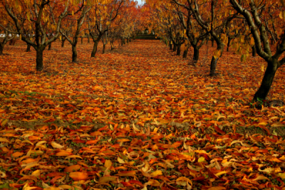 4. TARIM VE İNSAN FOTOĞRAF YARIŞMASI - Yeşim Eralp DAĞDELEN