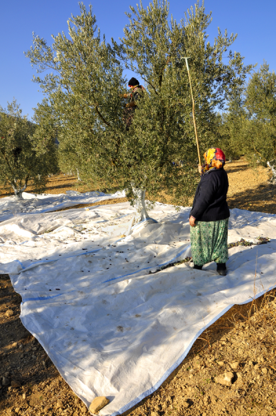 4. TARIM VE İNSAN FOTOĞRAF YARIŞMASI - Zeynep ÖLCE