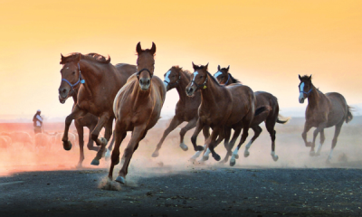 5. TARIM VE İNSAN FOTOĞRAF YARIŞMASI - Kadir ÇİVİCİ