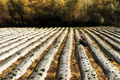 5. TARIM VE İNSAN FOTOĞRAF YARIŞMASI - Adil EMEKTAR