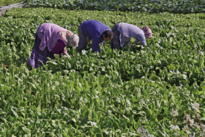 5. TARIM VE İNSAN FOTOĞRAF YARIŞMASI - Ahmet TARIMCI