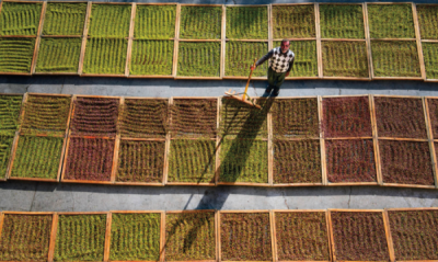 5. TARIM VE İNSAN FOTOĞRAF YARIŞMASI - Ahmet Turan KURAL 