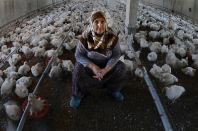 5. TARIM VE İNSAN FOTOĞRAF YARIŞMASI - Ali EMEKTAR