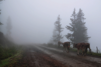 5. TARIM VE İNSAN FOTOĞRAF YARIŞMASI - Dilek DURGUN